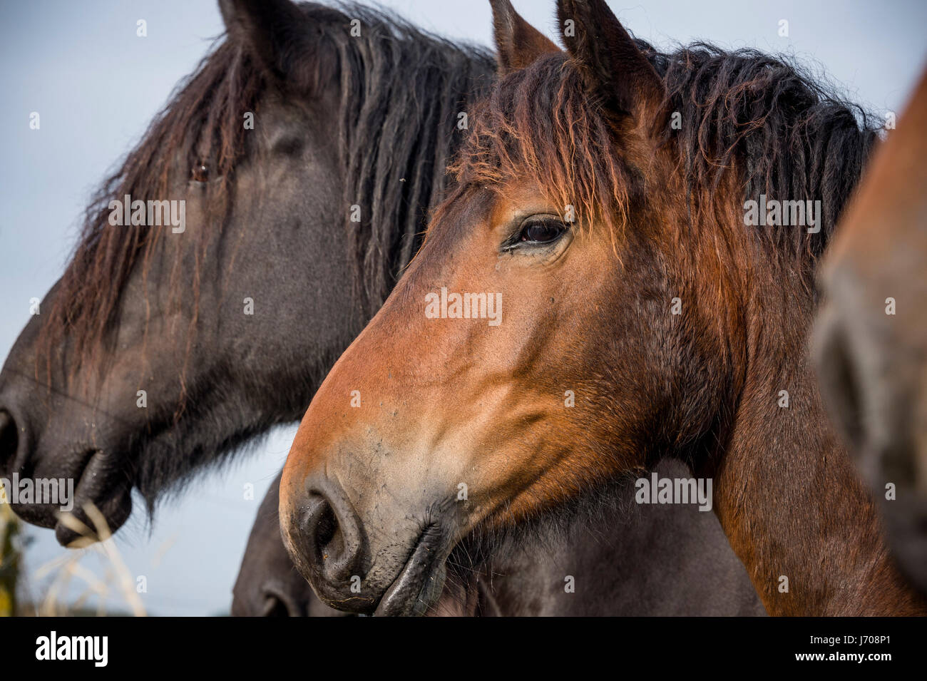 Les chevaux de trait belge dans le pré Banque D'Images