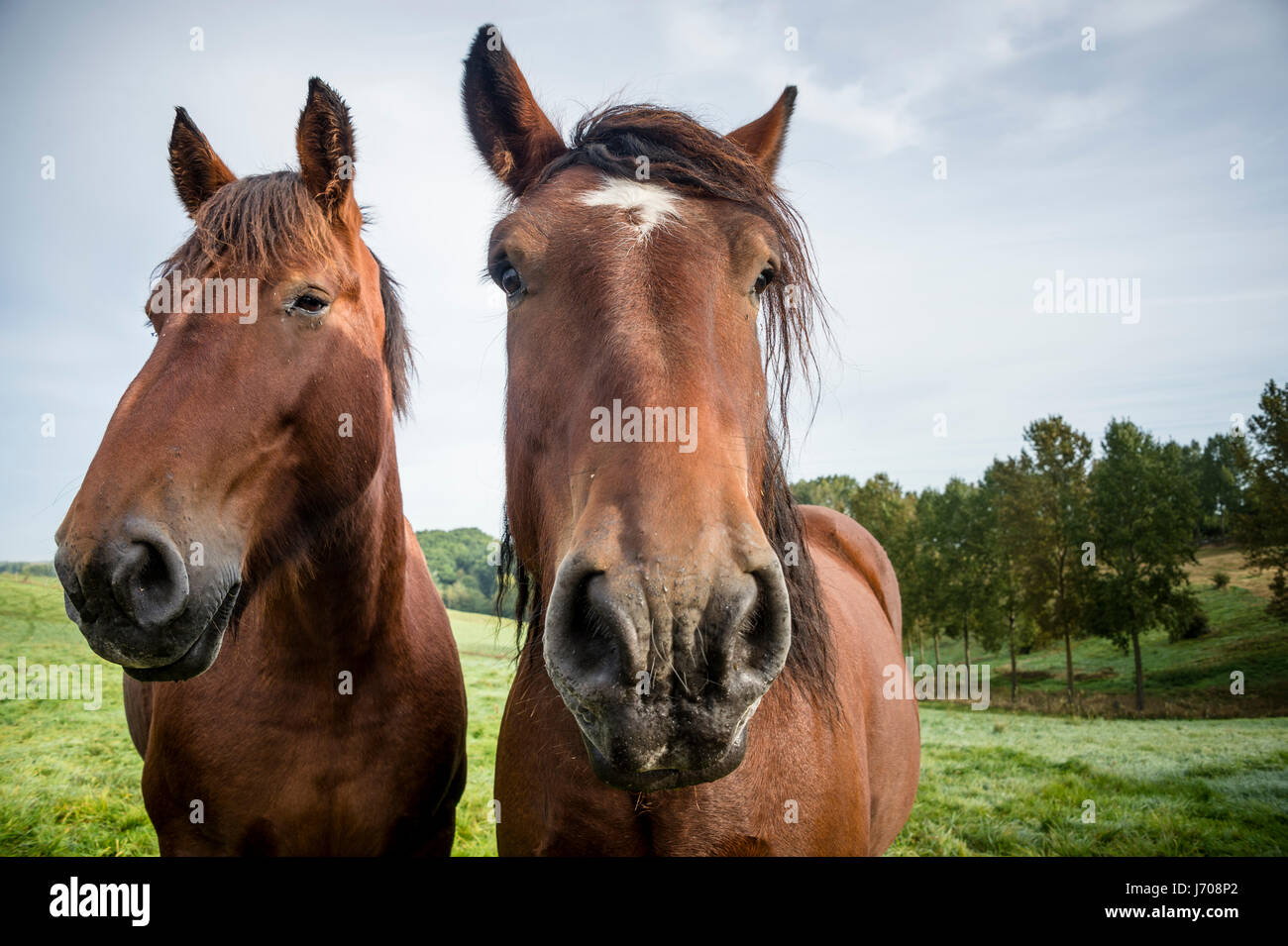 Les chevaux de trait belge dans le pré Banque D'Images