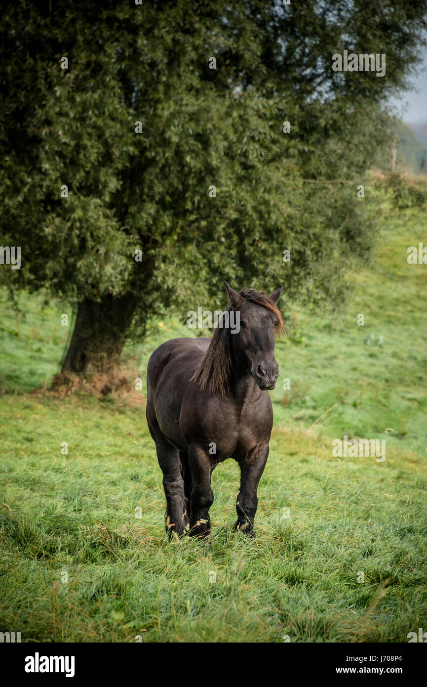 Cheval de Trait Belge dans le pré Banque D'Images