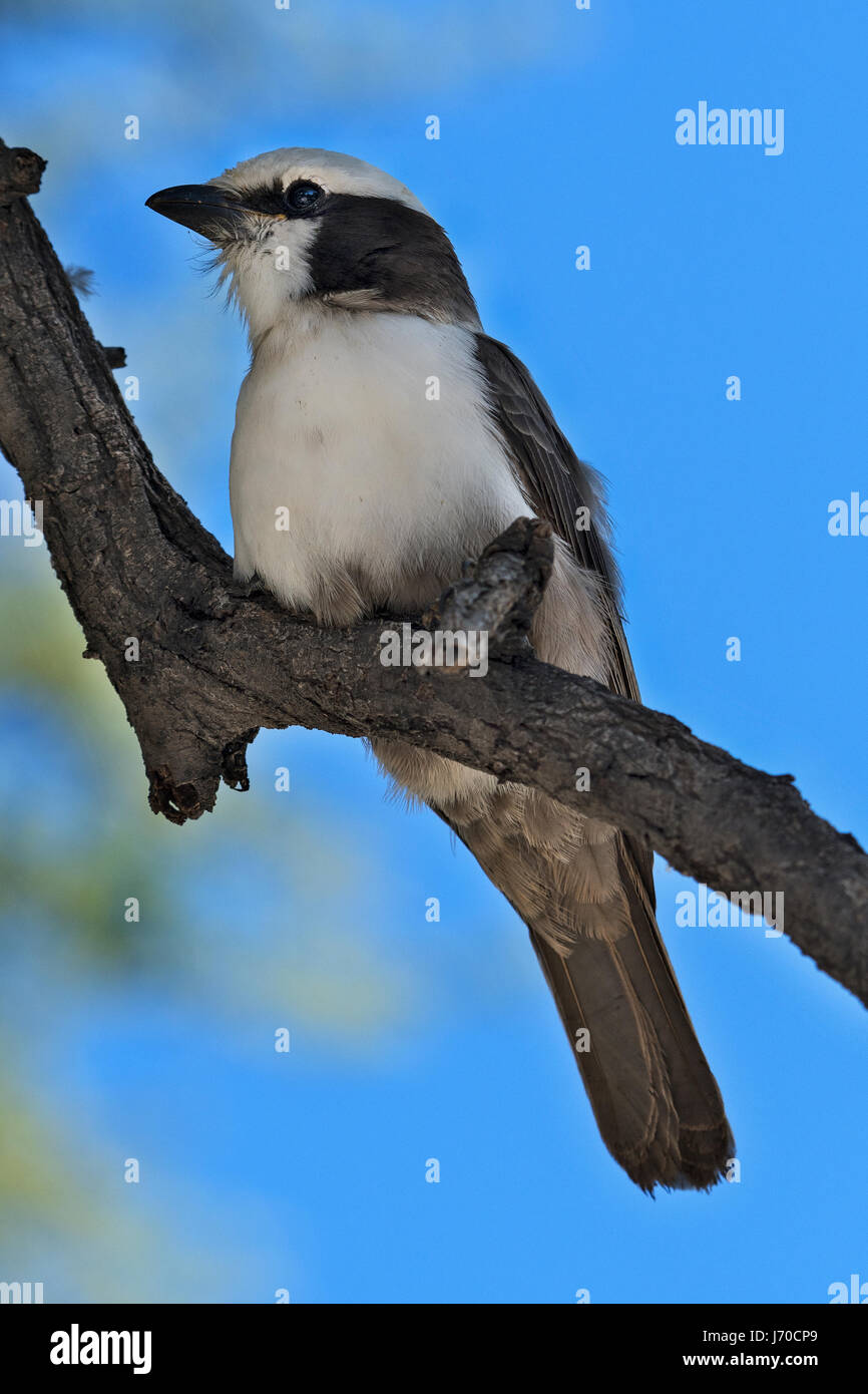 Eurocephalus anguitimens Averla testabianca (Sud), à couronne blanche migratrice Banque D'Images