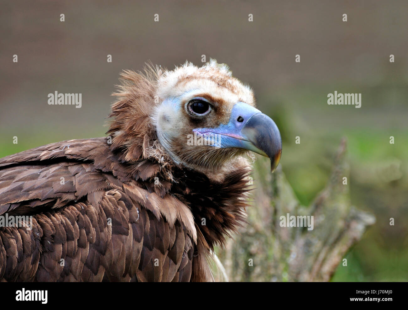 Portrait d'un vautour Banque D'Images
