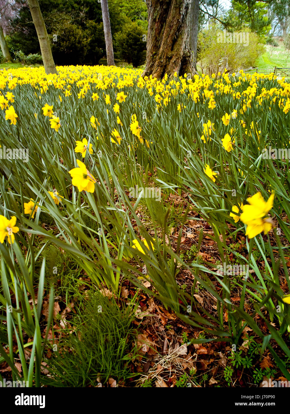 Fleur plante caucasienne européenne vierge europe spring à l'extérieur de jour au cours de la journée Banque D'Images