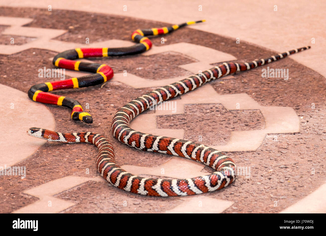 California mountain kingsnake à côté d'un jouet Coral Snake. L'kingsnake est une espèce de serpent nonvenomous endémique à l'Amérique du Nord. C'est un snak Banque D'Images