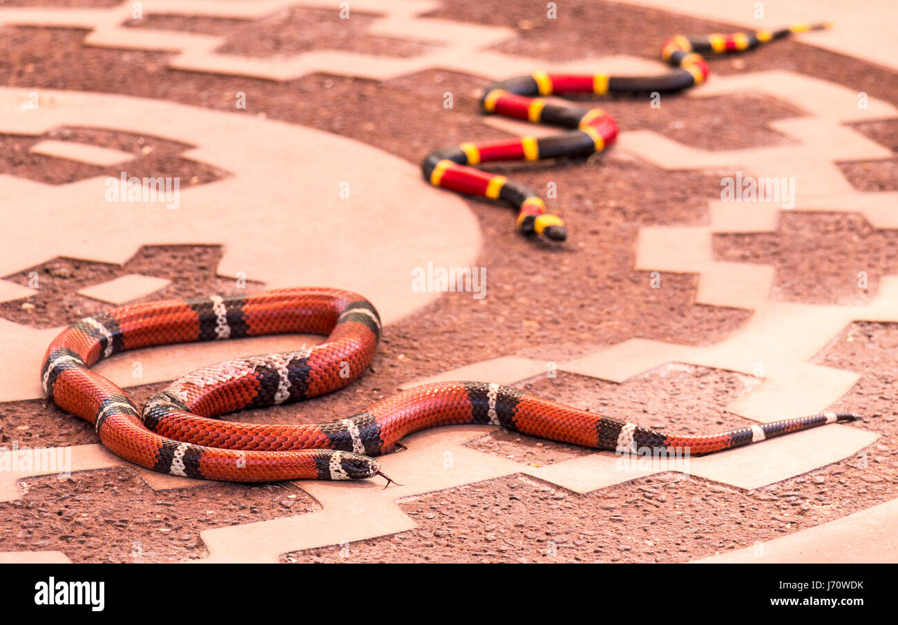 California mountain kingsnake à côté d'un jouet Coral Snake. L'kingsnake est une espèce de serpent nonvenomous endémique à l'Amérique du Nord. C'est un snak Banque D'Images