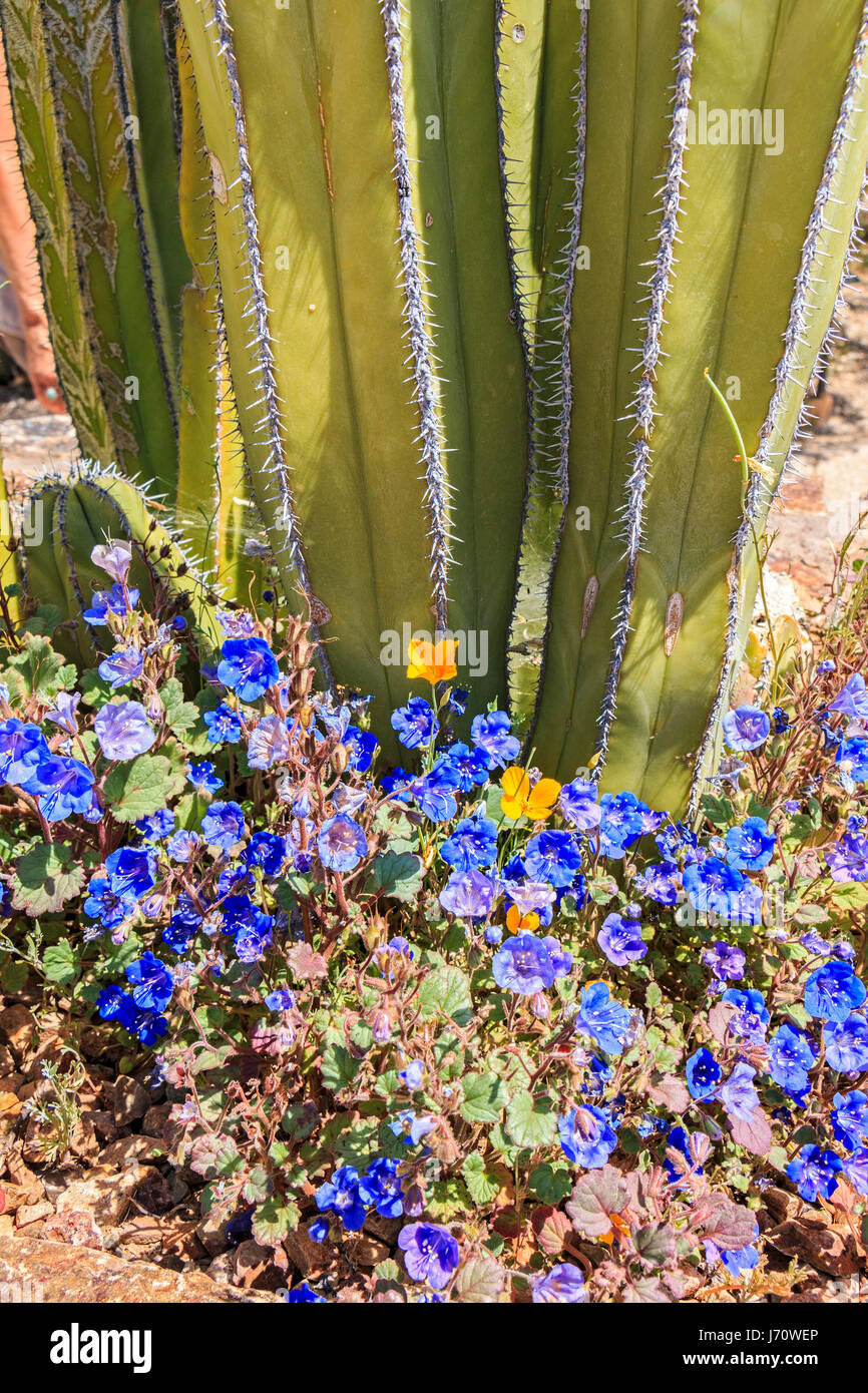 Cactus Colonnaire Mexicain-1m