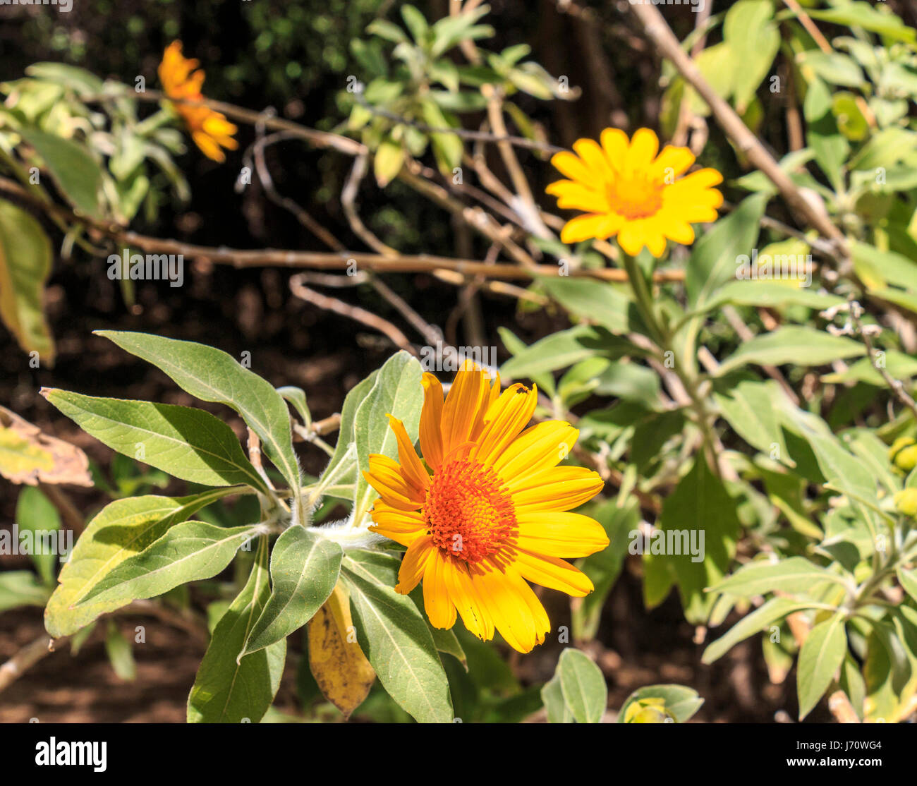 Le tournesol mexicain est aussi appelé arbre marigold, mexicains, Japonais ou de tournesol tournesol Nitobe chrysanthème. Il est originaire de l'est du Mexique et Banque D'Images