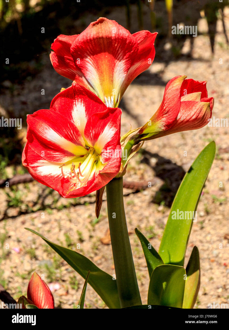 Connu sous le nom de amaryllis, cette fleur d'Amérique du Sud pousse à partir d'une ampoule, et est devenue une plante d'intérieur, en particulier à Noël dans le nord de l'hemi Banque D'Images