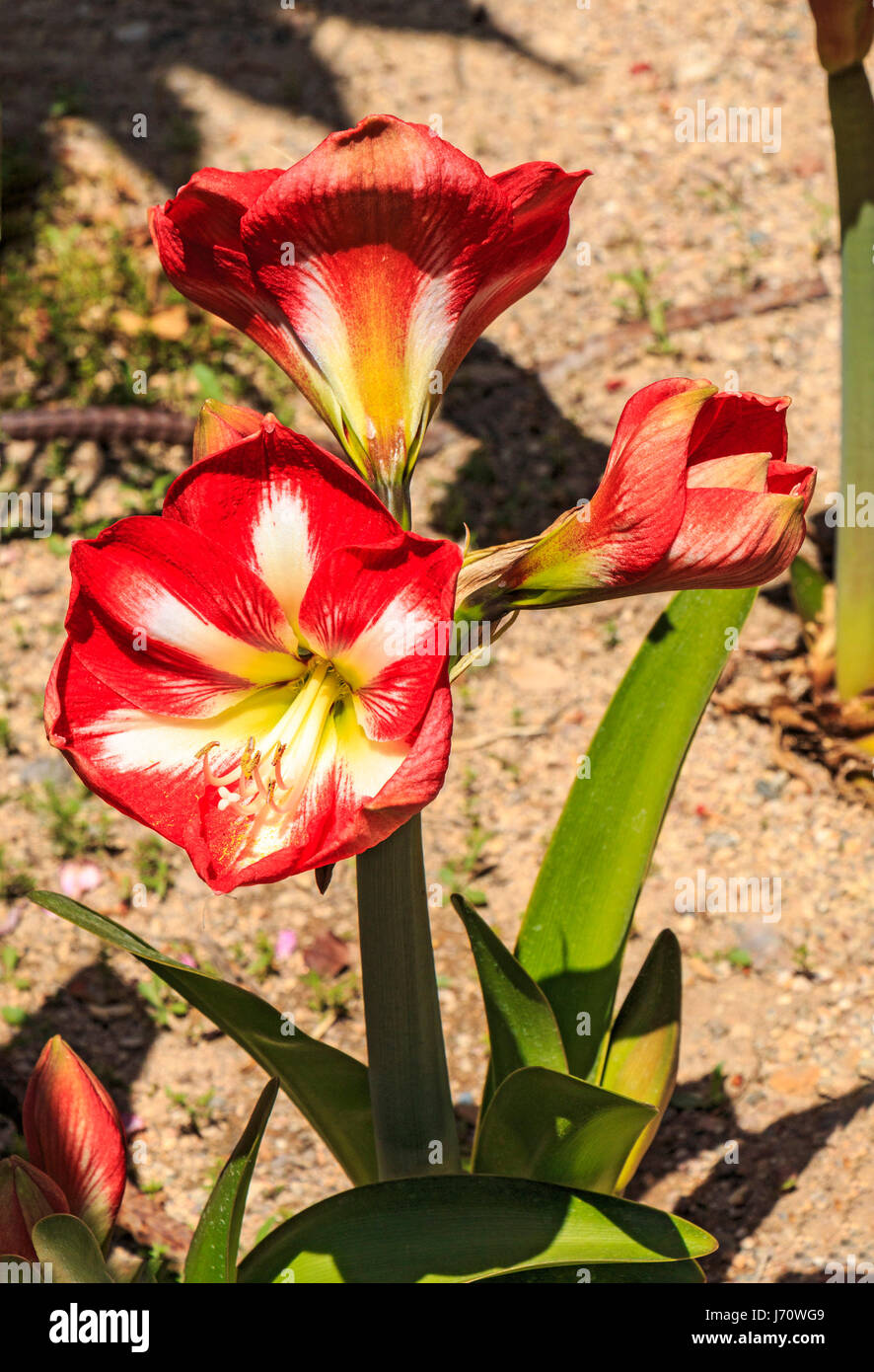 Connu sous le nom de amaryllis, cette fleur d'Amérique du Sud pousse à partir d'une ampoule, et est devenue une plante d'intérieur, en particulier à Noël dans le nord de l'hemi Banque D'Images