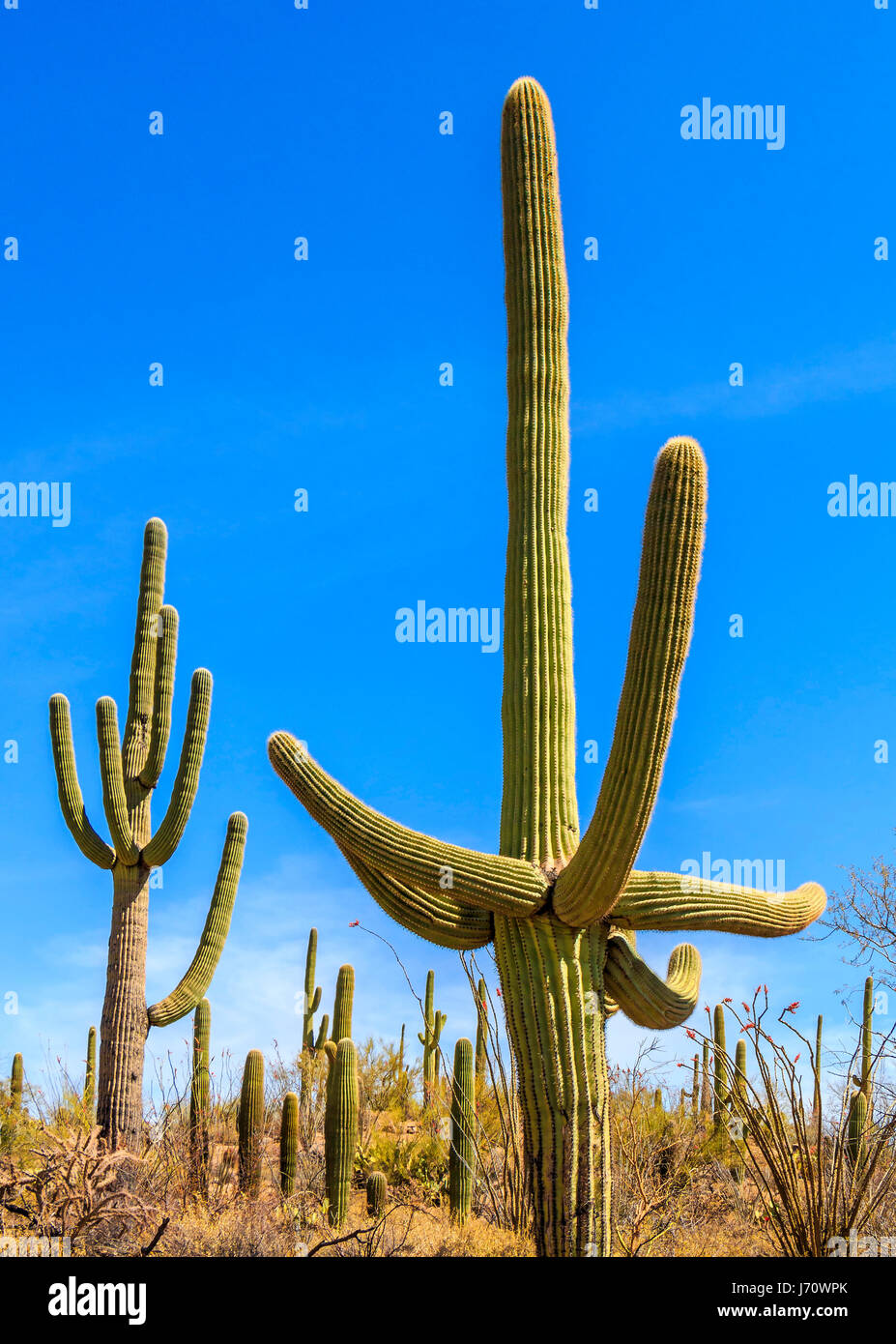 Le saguaro est un arbre cactus qui peut atteindre plus de 70 pieds (21 m)  de hauteur. Il est originaire de le désert de Sonora en Arizona, l'État  mexicain de So Photo