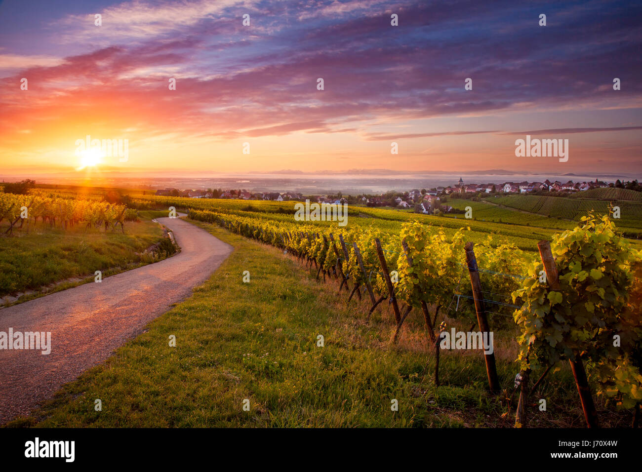 Lever de soleil au-dessus des vignobles Zellenberg le long de la Route des Vins, Alsace, Haut-Rhin, France Banque D'Images