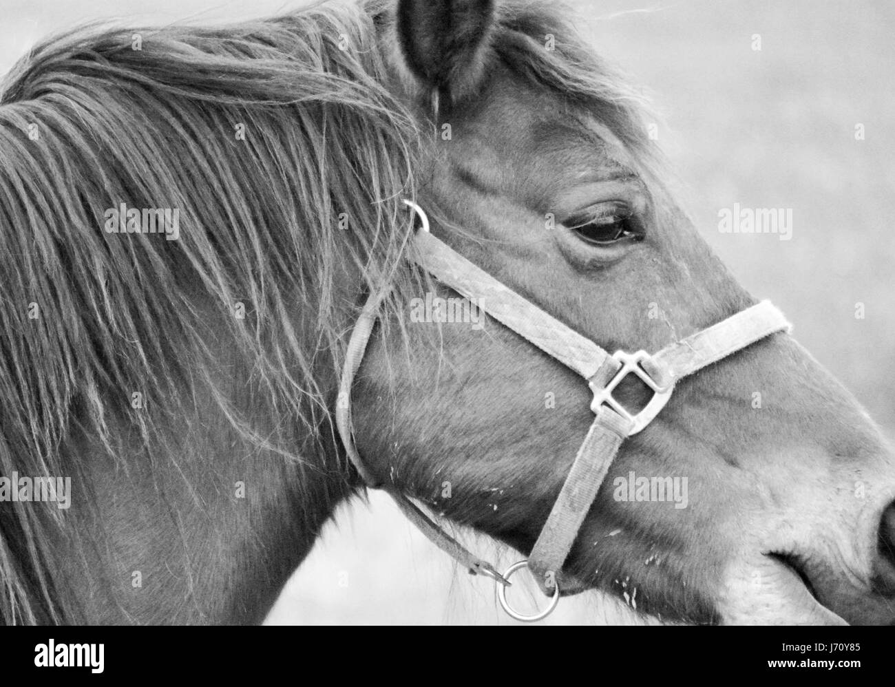 Beau portrait d'un cheval brun Banque D'Images