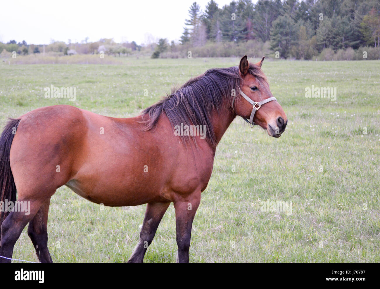 Beau portrait d'un cheval brun Banque D'Images