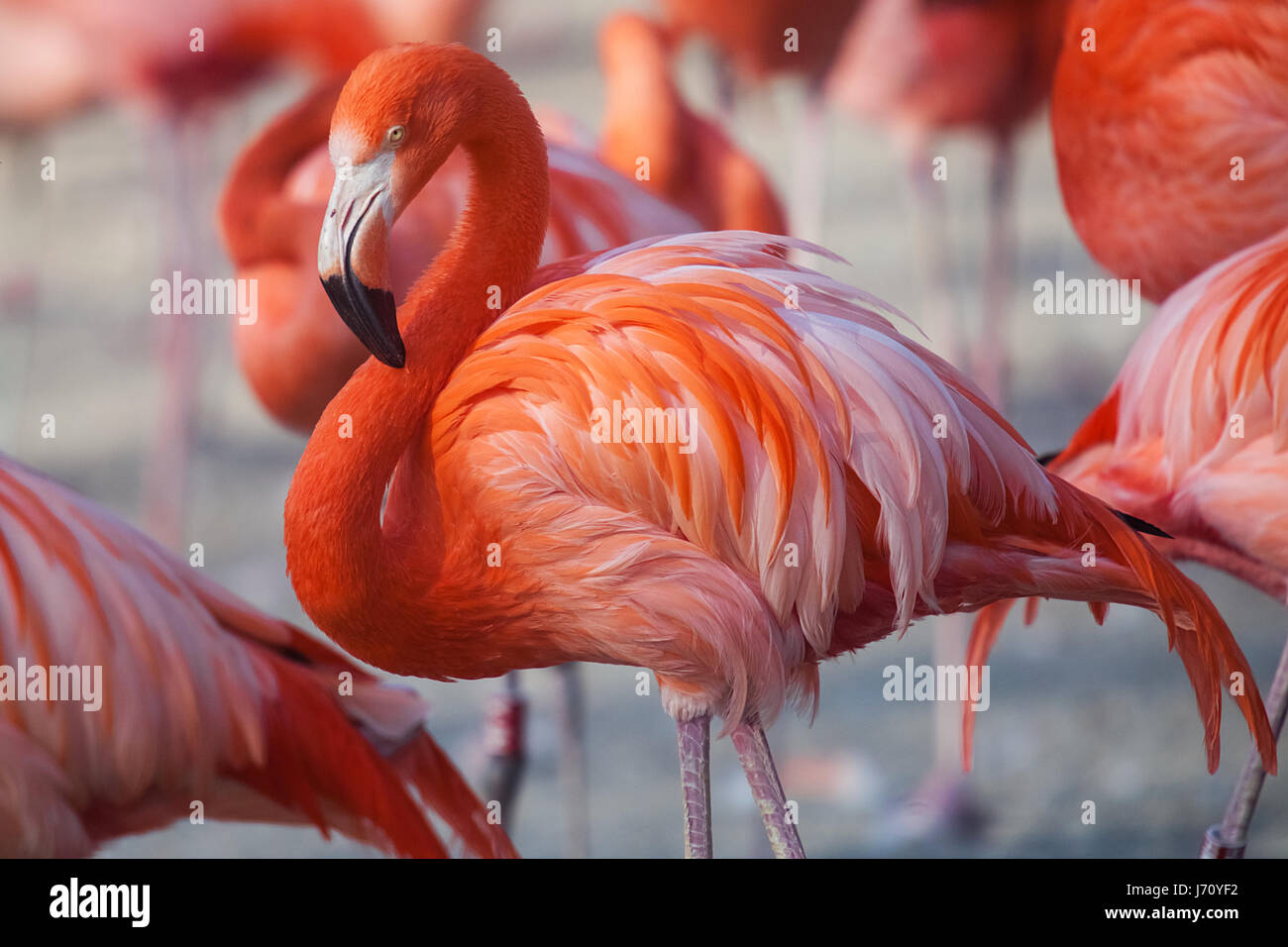 Volée de flamants roses dans l'eau des Caraïbes Banque D'Images