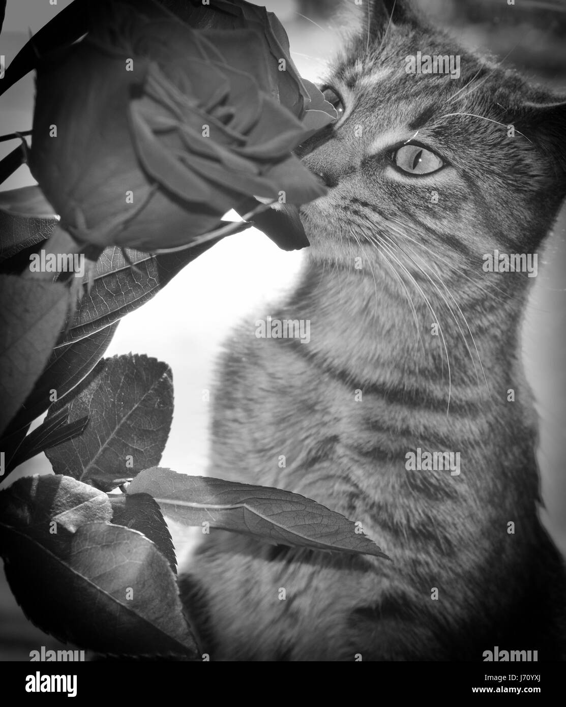 Un chat à la peine Banque D'Images