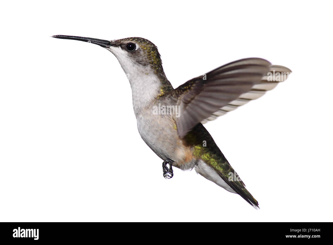 La faune Les oiseaux sauvages isolés hummingbird blanc nature animal femelle isolée Banque D'Images