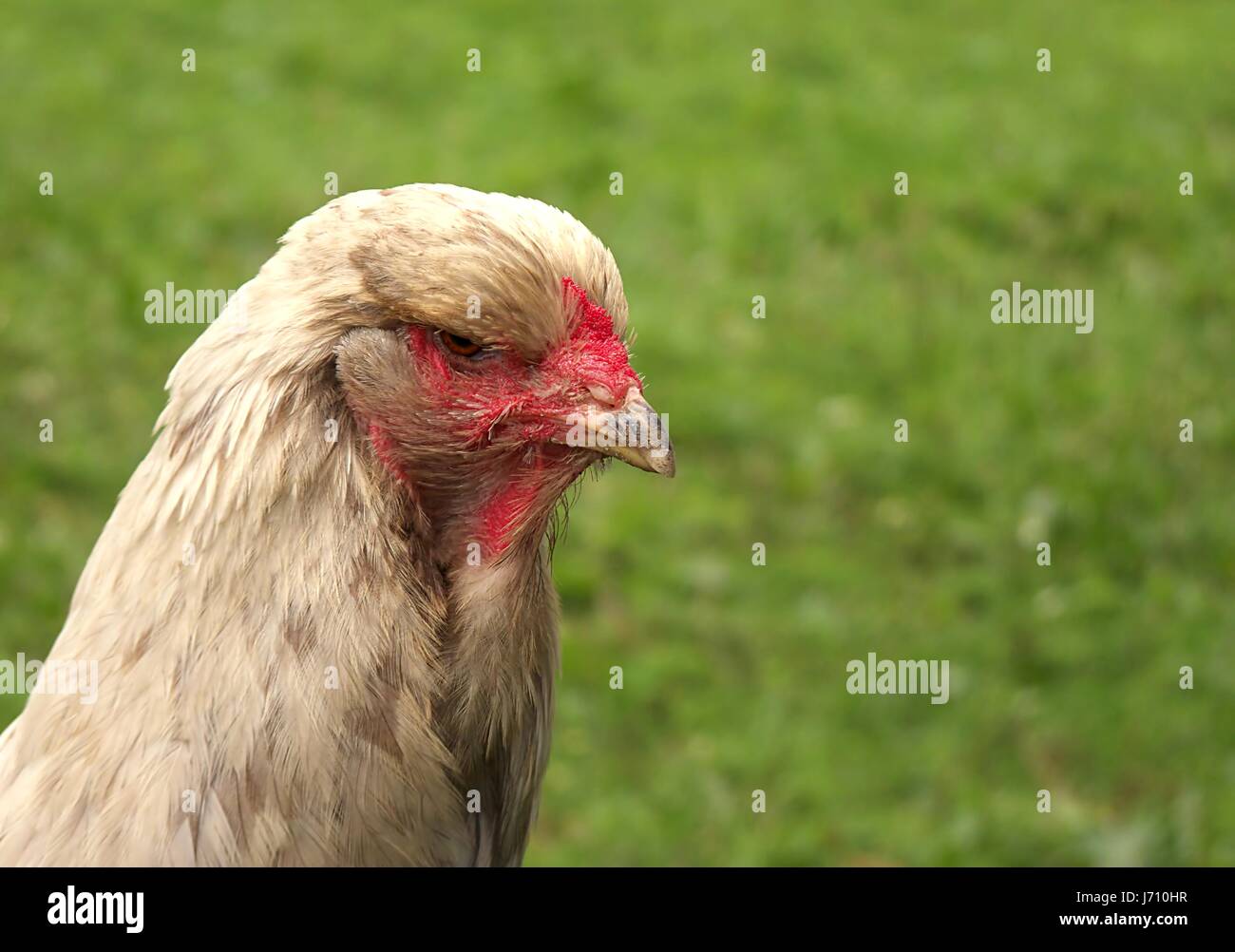 poule brahma énorme Banque D'Images
