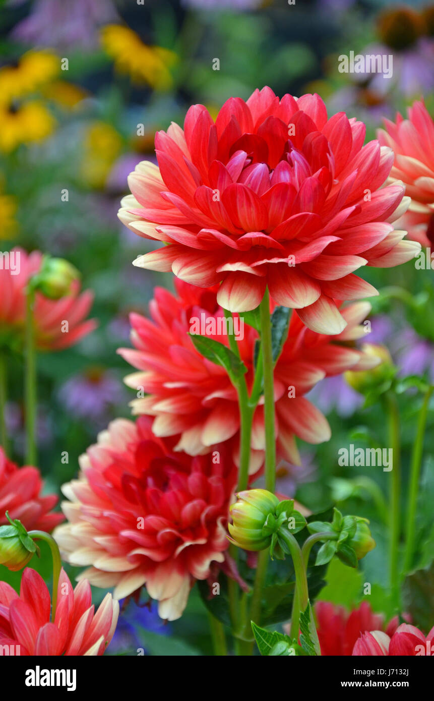 Belle fleur rouge et jaune dahlia jardin Banque D'Images