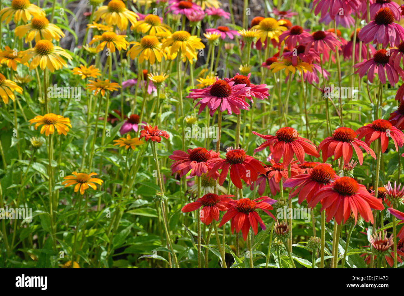 Échinacée coloré jardin fleuri en été Banque D'Images