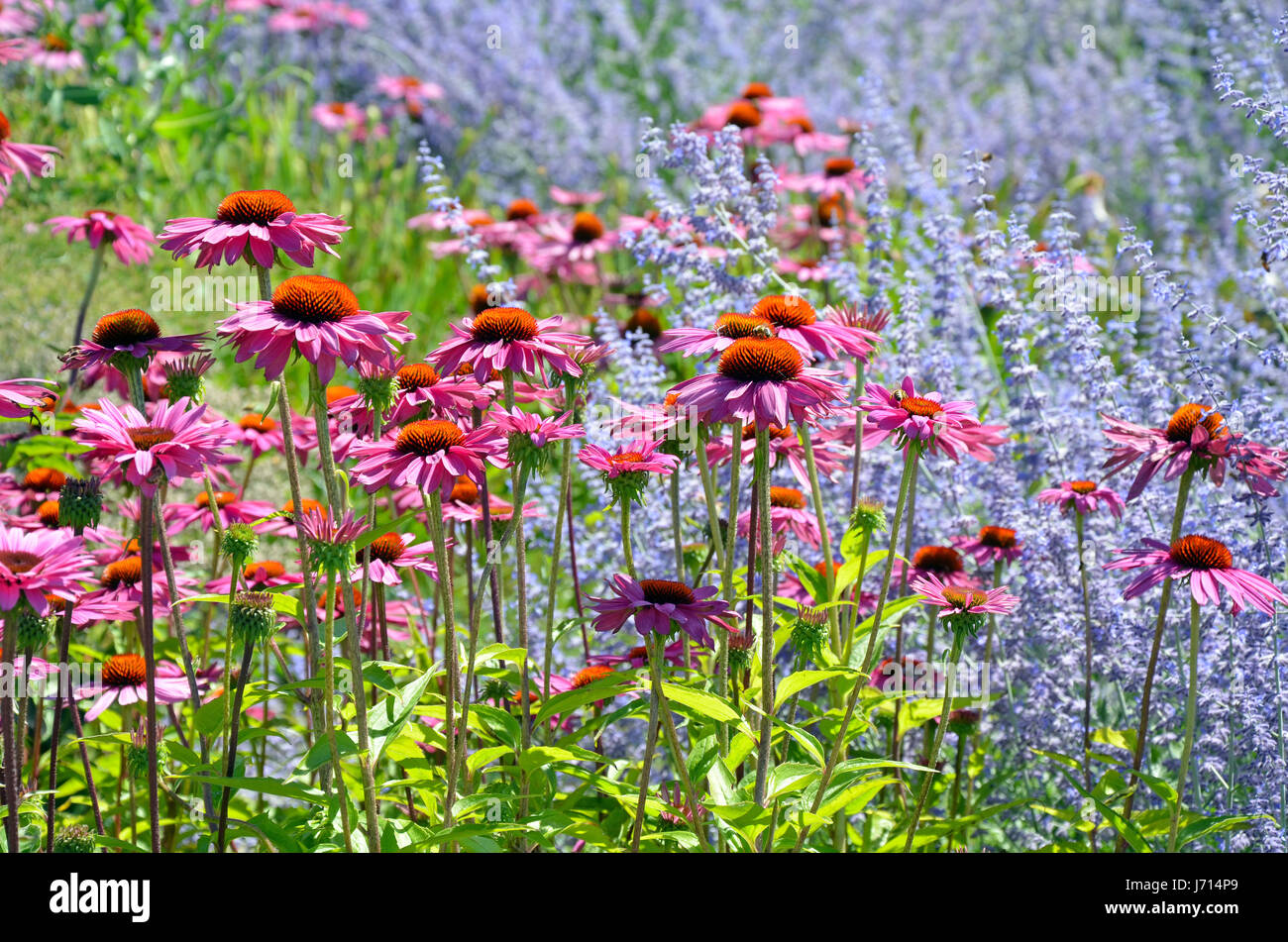Échinacée rose flower garden Banque D'Images