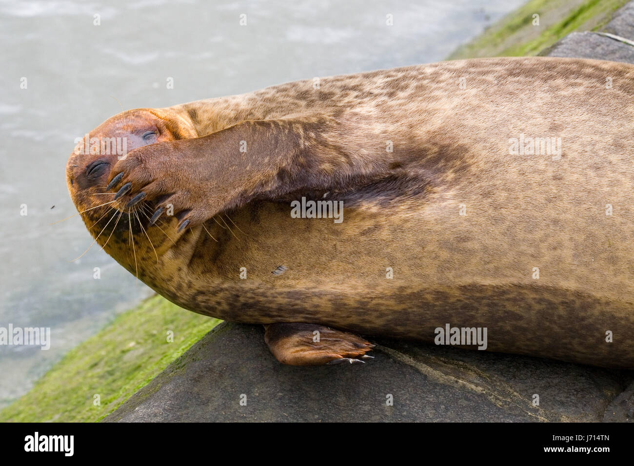 Rire rire rire rire rire sourire souriant twit en souriant en riant Banque D'Images