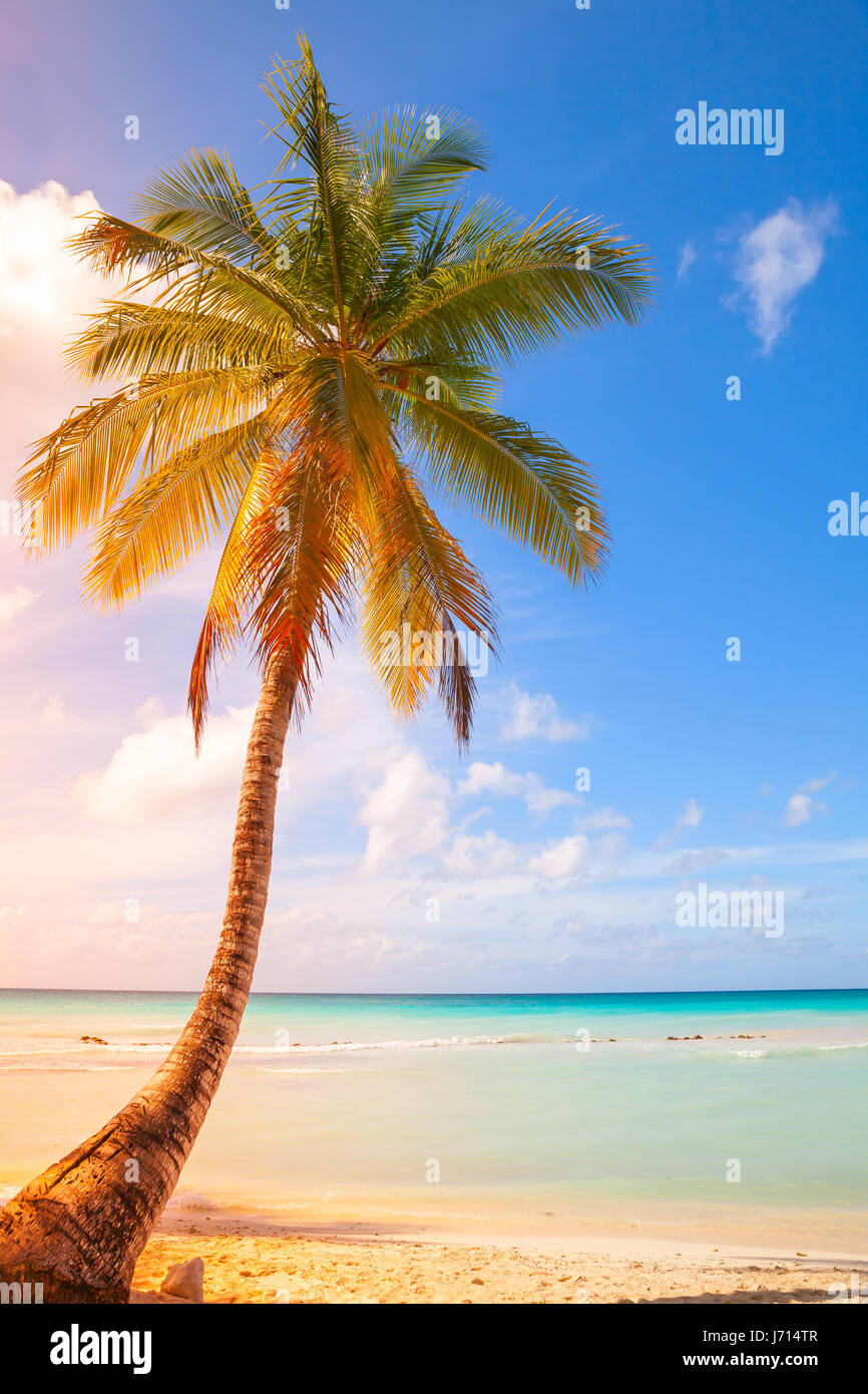 Palmier pousse sur une plage de sable blanc. Mer des Caraïbes, la ...