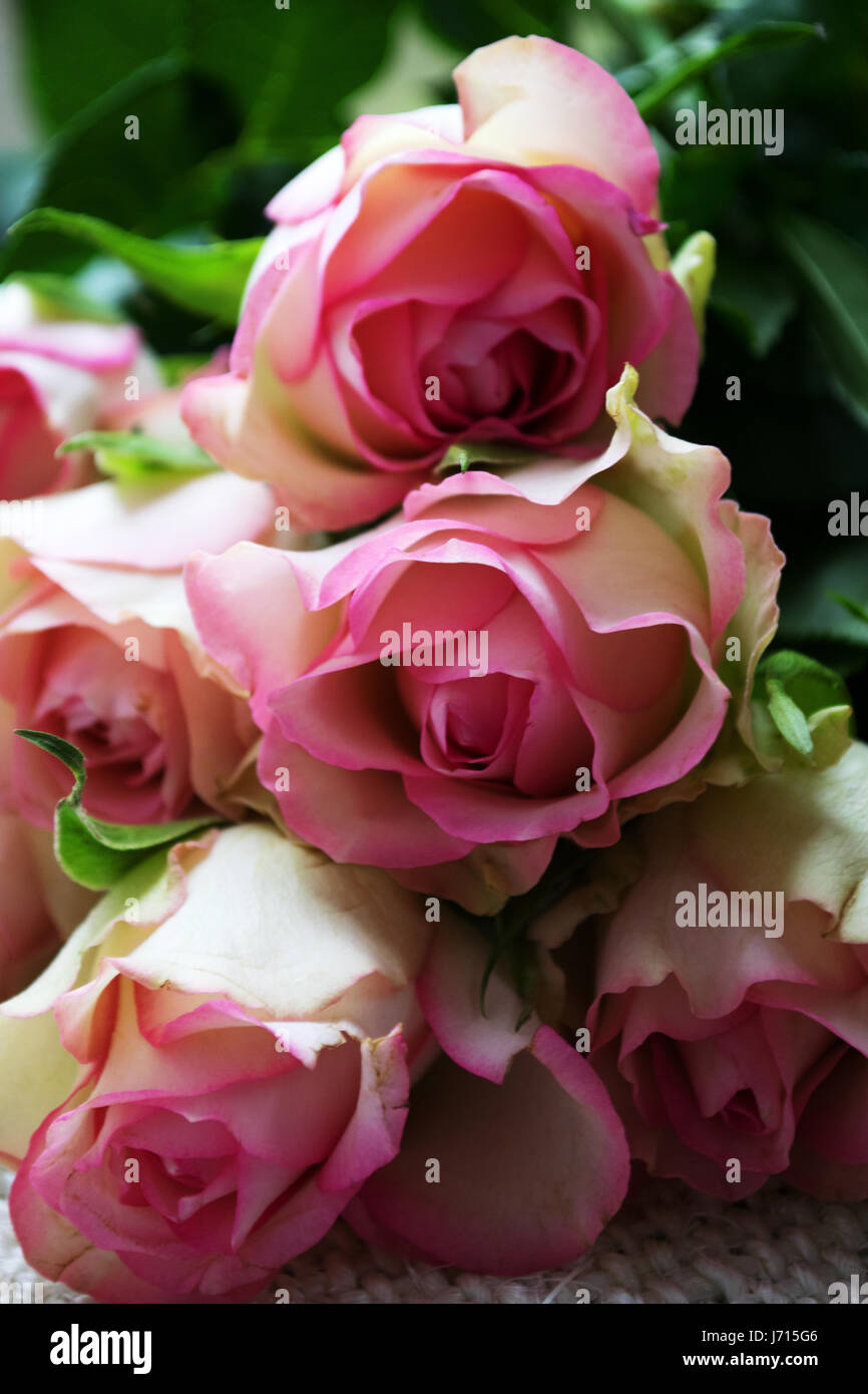 Close-up de fleurs rose en bouton encore Banque D'Images