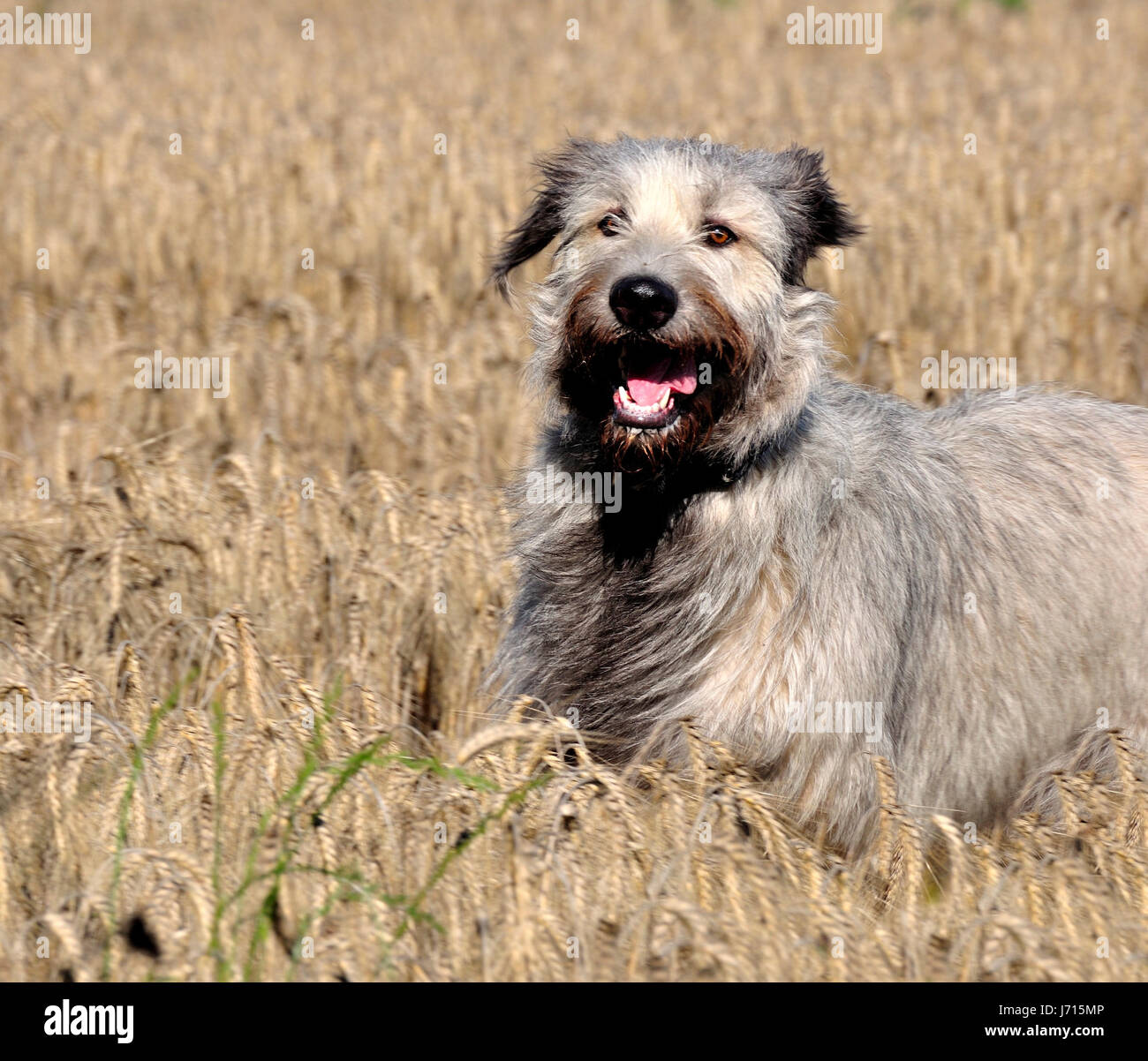 Irish Wolfhound emil dans grain Banque D'Images