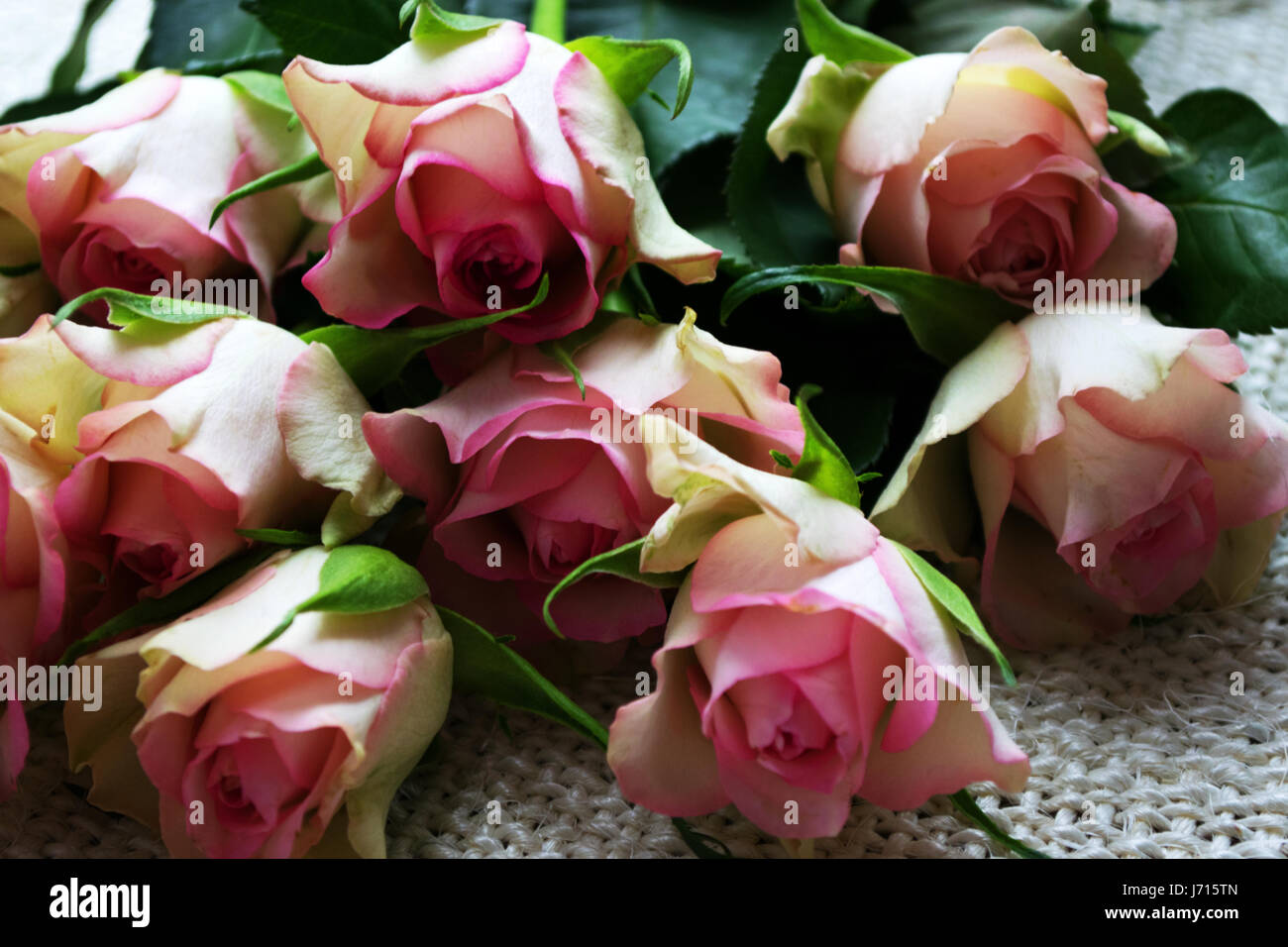 Close-up de fleurs rose en bouton encore Banque D'Images
