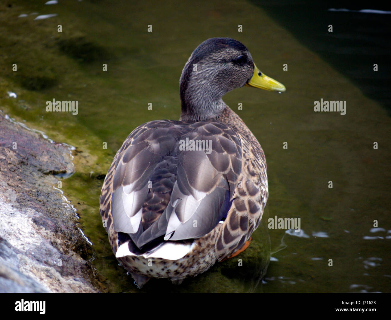 Cascades canard colvert oiseaux animaux oiseaux oiseaux bec de canard à l'extérieur Banque D'Images