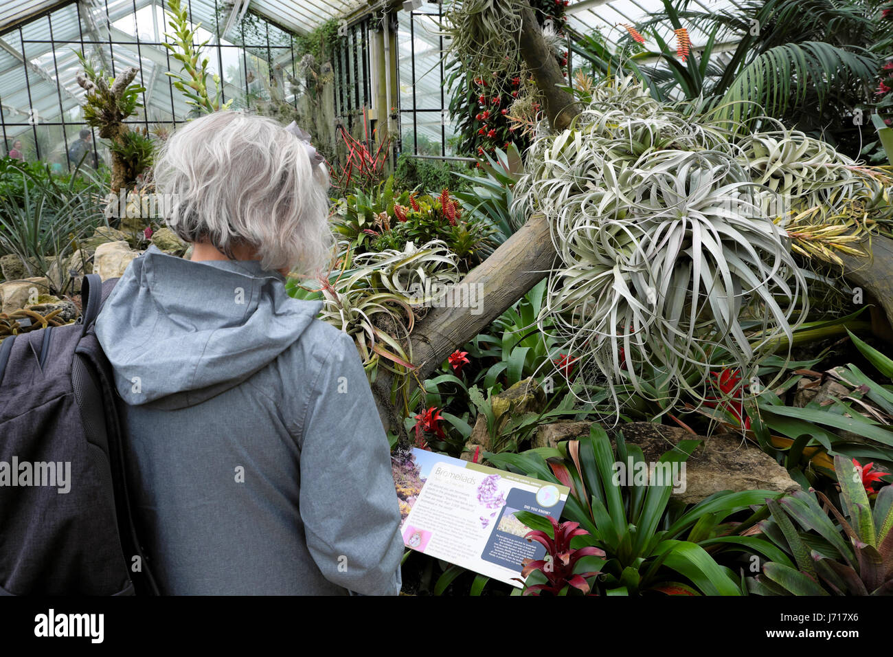 A senior woman with silver hair lit l'information dans le panneau des broméliacées Princess of Wales conservatory à Kew Gardens, Londres UK KATHY DEWITT Banque D'Images