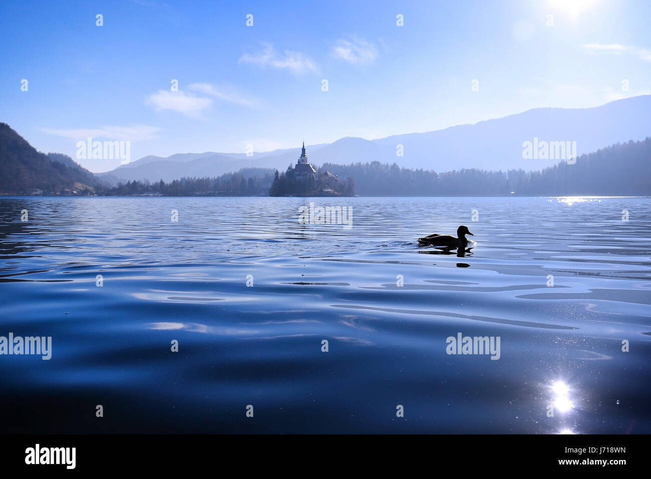 La natation dans le lac de Bled de canard avec l'église de l'assomption île dans l'arrière-plan, comme un conte de fée. Banque D'Images