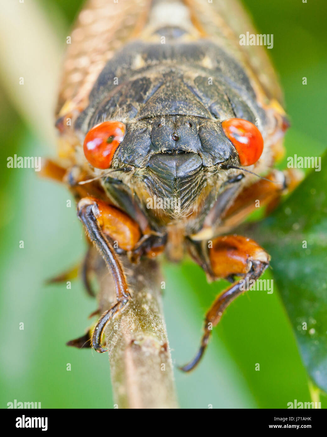 X de la couvée (cicada Pristimantis) close up, mai 2017 - Virginia USA Banque D'Images