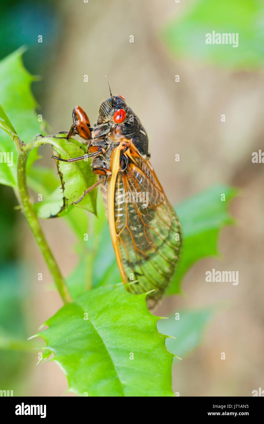 X de la couvée (cicada Pristimantis), mai 2017 - Virginia USA Banque D'Images