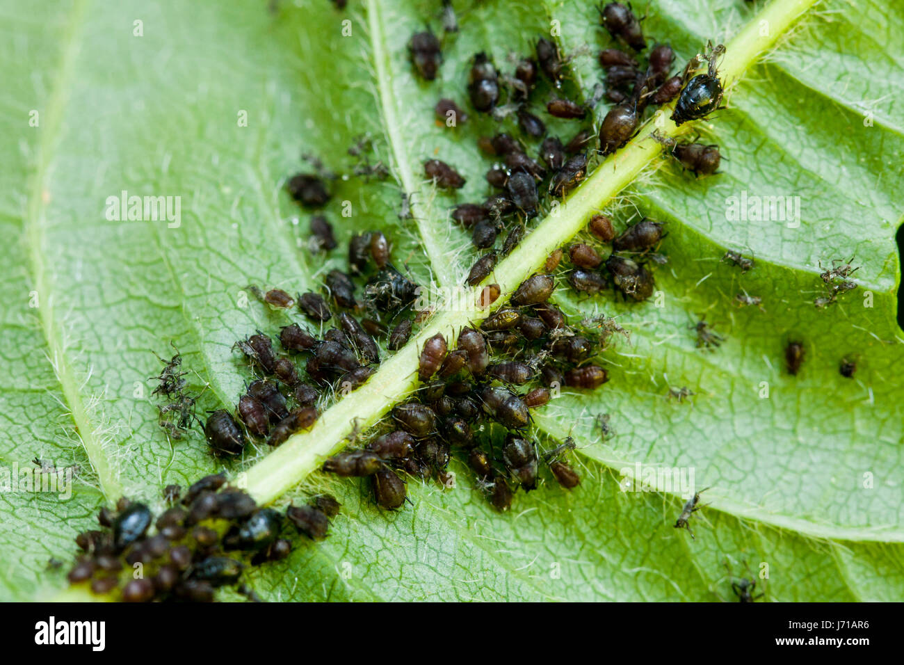 Le puceron noir de la fève (Aphis fabae) dans la nidification - USA Banque D'Images