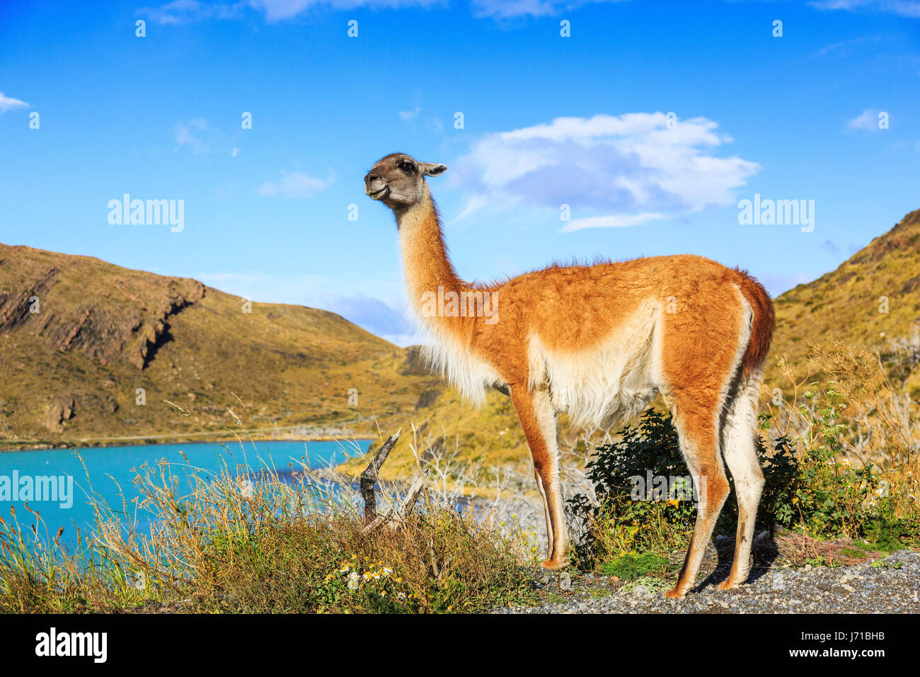 Guanacos dans le Parc National des Torres del Paine en Patagonie Banque D'Images