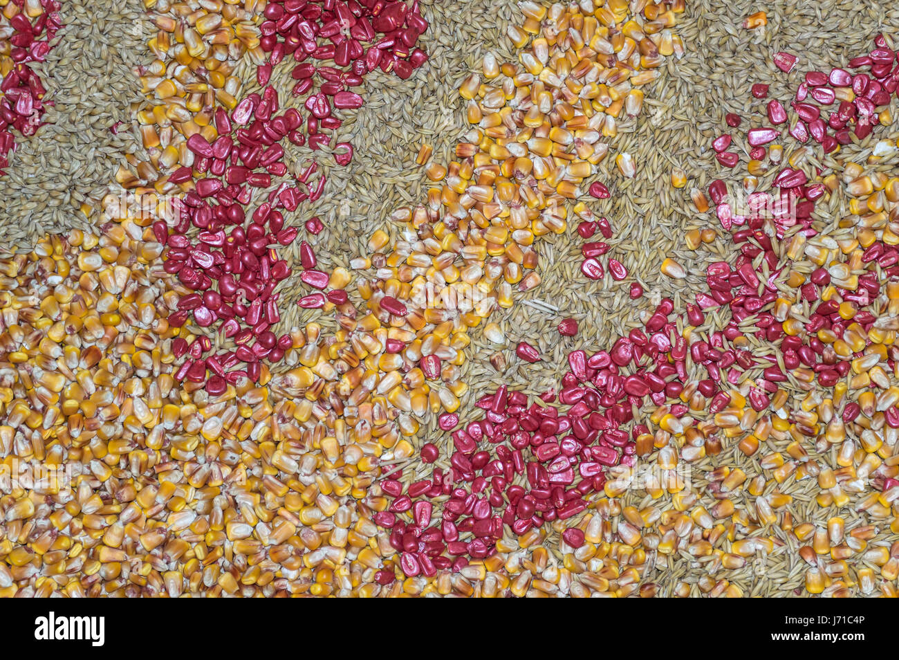 Close up de maïs et les semences de blé contexte Banque D'Images