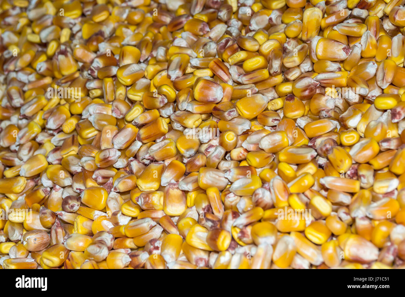 Close up de semences de maïs contexte Banque D'Images