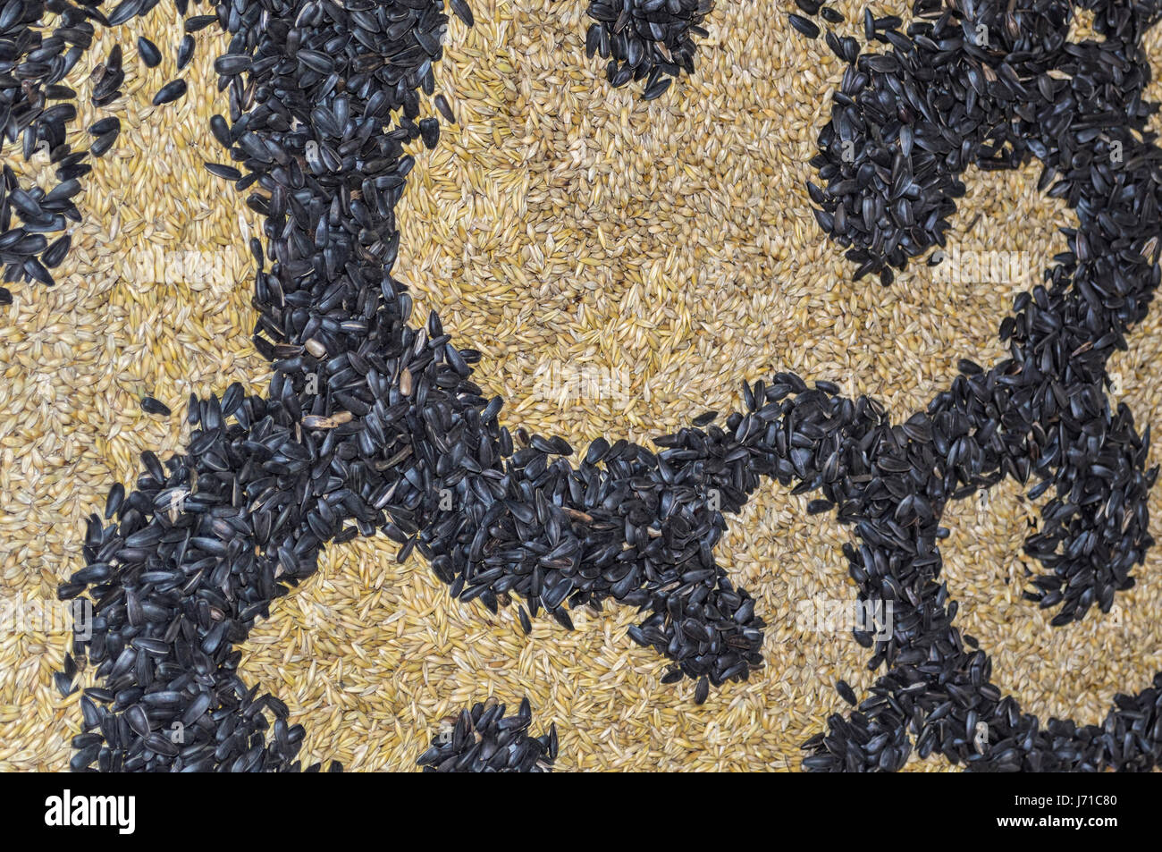 Close up de semences de blé et de tournesol background Banque D'Images