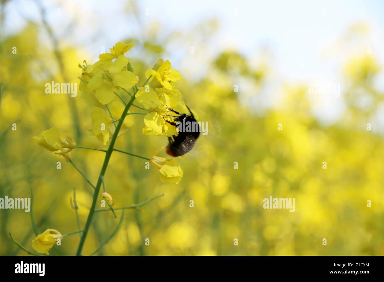 La pollinisation des abeilles champ de canola. Un dépoussiérage de fleurs en croissance Banque D'Images