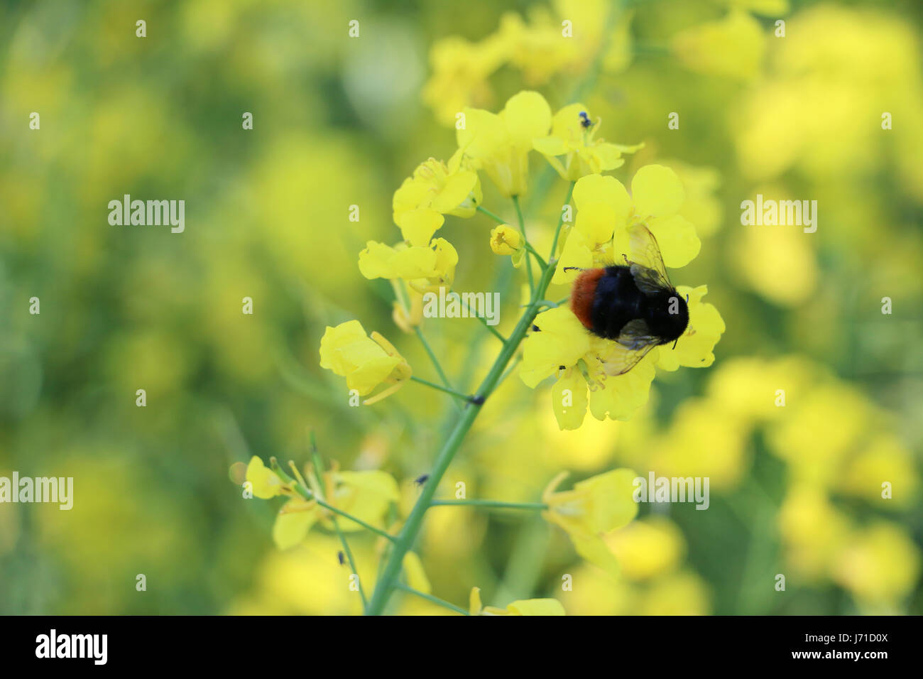 Big bee canola à pollinisation libre. Banque D'Images