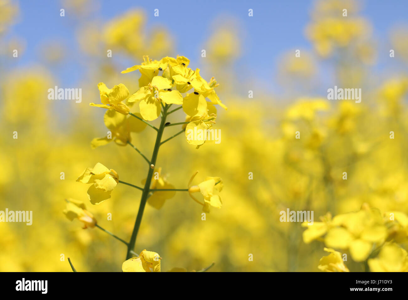 Gros plan de fleurs de canola field background Banque D'Images