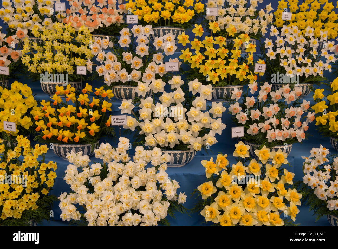 Londres, Royaume-Uni. 22 mai, 2017. Un écran de jonquilles par marcheurs bulbes dans le chapiteau au RHS Chelsea Flower Show 2017, London, UK Crédit : Ellen Rooney/Alamy Live News Banque D'Images