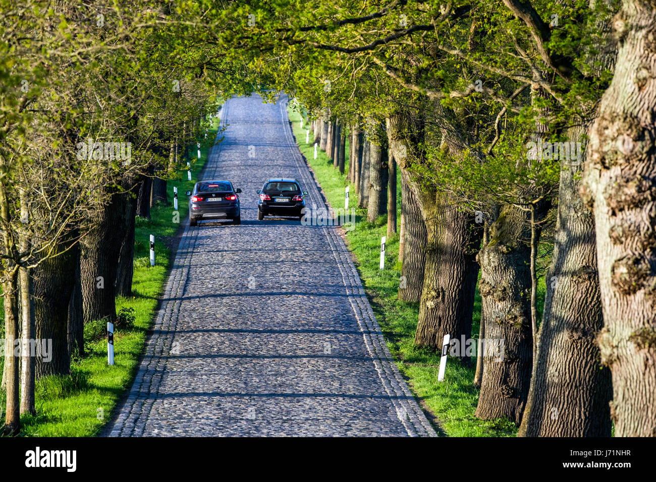 Rügen, Allemagne. 18 mai, 2017. Deux voitures roulant le long d'un chemin bordé d'arbres près de Neuensien sur l'île de Rügen, Allemagne, 18 mai 2017. Photo : Jens Büttner/dpa-Zentralbild/dpa/Alamy Live News Banque D'Images