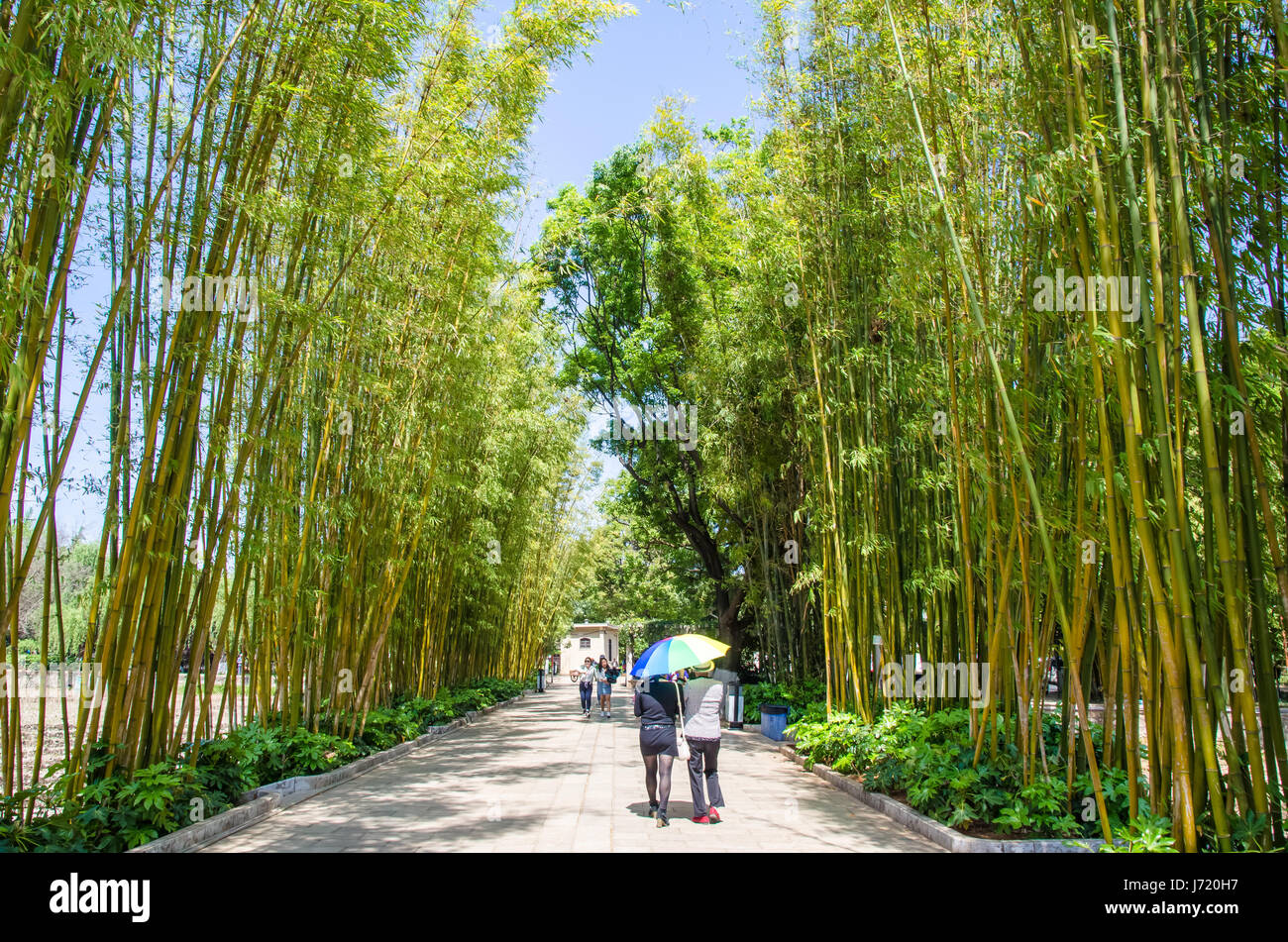 Kunming, Chine - Avril 8,2017 : Bamboo grove island qui est l'un des dans la zone panoramique de Green Lake Park (Cui Hu Park). Banque D'Images