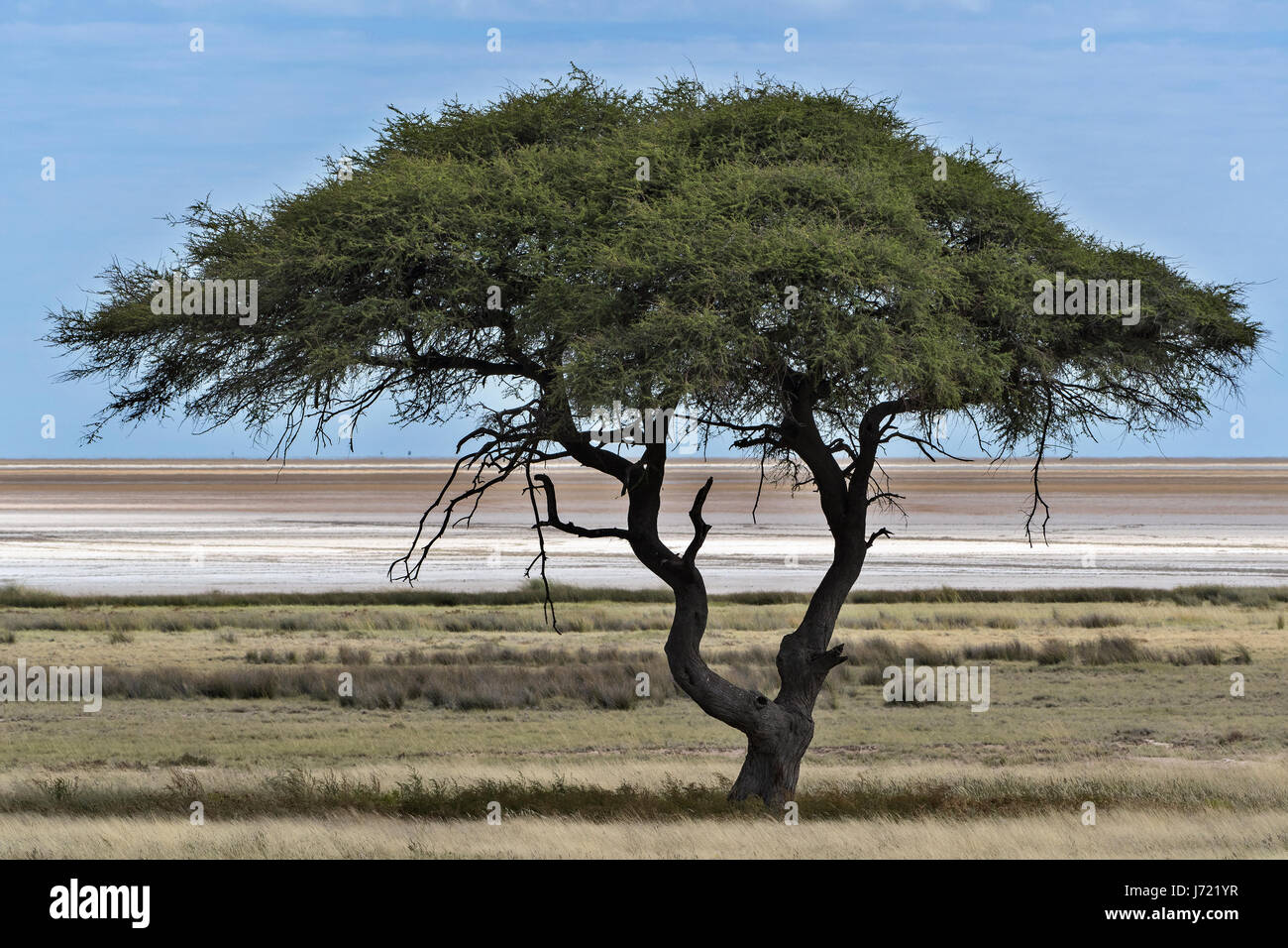 La Namibie, Parco di Etosha, il Pan. La Namibie, Etosha NP, le Pan d'Etosha Banque D'Images