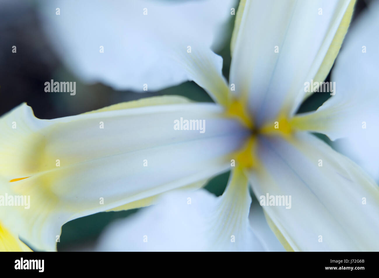 Résumé photo à l'intérieur d'un dutch iris flower Banque D'Images