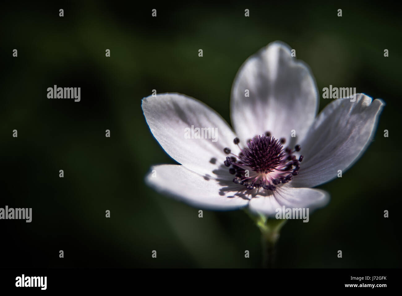 White Anemone Coronaria tourné au parc d'Athalassa à Nicosie, Chypre Banque D'Images