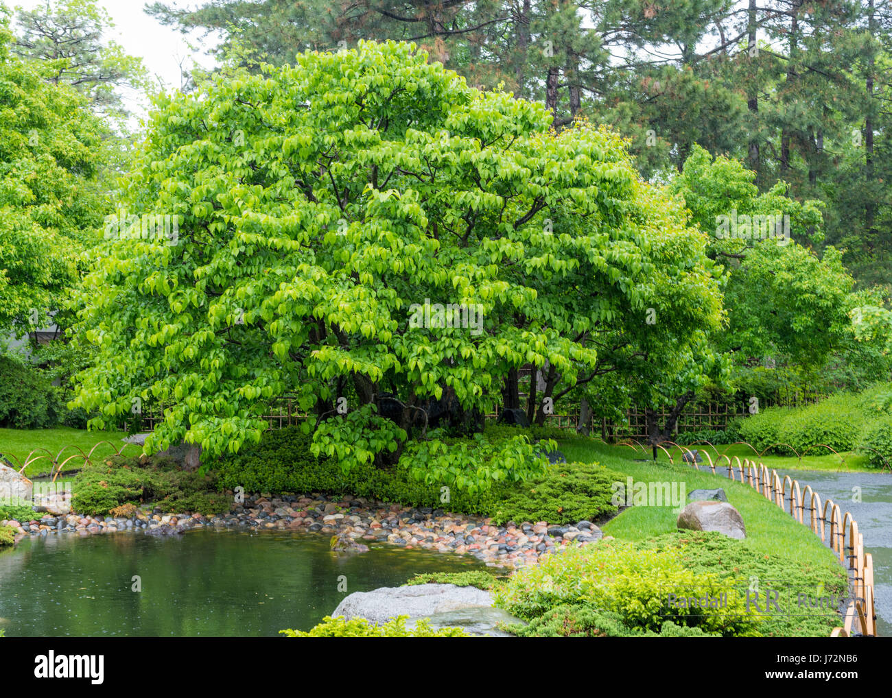 Un buisson pouvant atteindre 12-15 pieds d'arbres à côté d'un étang dans un jardin japonais Banque D'Images