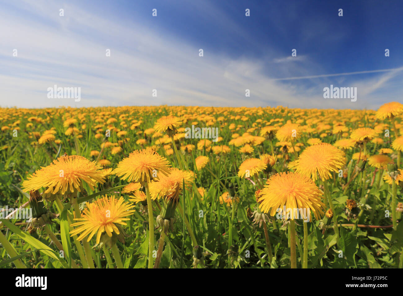 Prairie avec des pissenlits sur une journée d'été. Fleurs jaune et bleu ciel. Paysage ensoleillé d'été. Banque D'Images