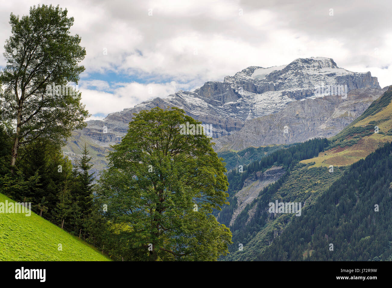 Glacier glacier suisse pin bouleau uri klausenpass montagne Banque D'Images